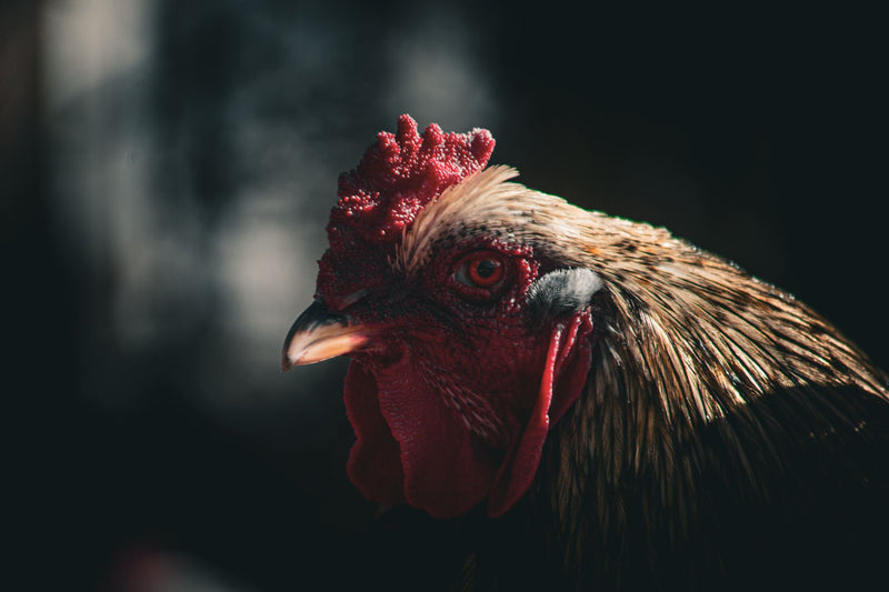 CHICKEN